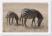 07IntoNgorongoro - 143 * Zebra.